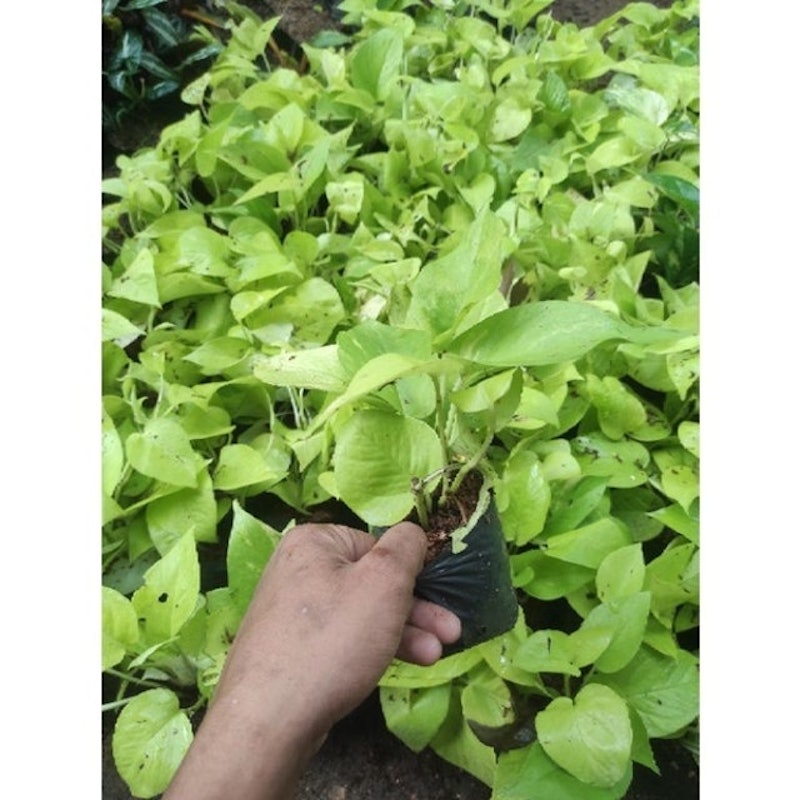 Sirih Gading Lemon 4