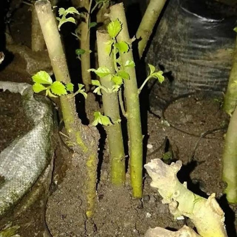 Bonsai Serut 5