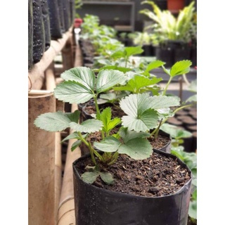  Bibit Strawberry Red Giant Australia