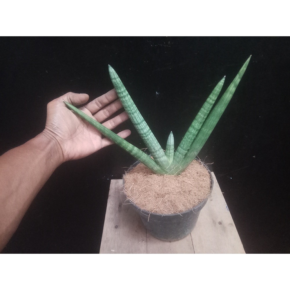 Sansevieria cylindrica 'Boncel' 2