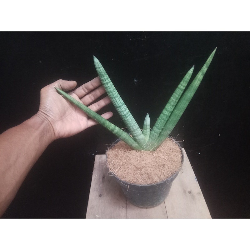 Sansevieria cylindrica 'Boncel' 2
