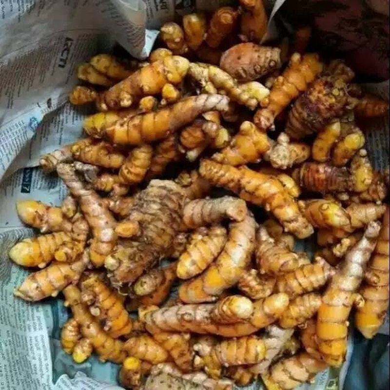 Kunyit Kuning 3