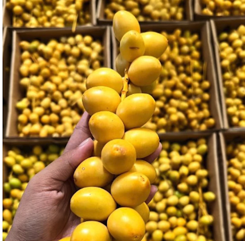Kurma Muda Barhee 3
