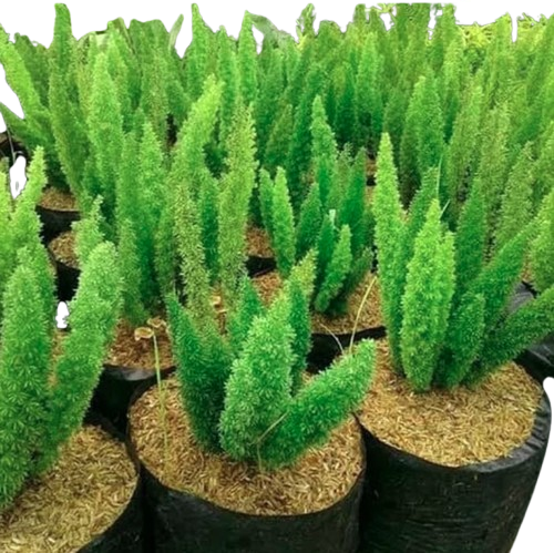 10 Rekomendasi Pohon Natal Terbaik  1