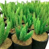 10 Rekomendasi Pohon Natal Terbaik 1