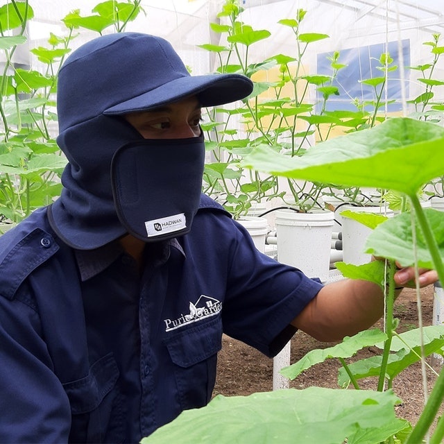 Purie Garden Topi Jepang Hadwan