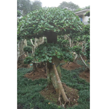  Bonsai Beringin Korea