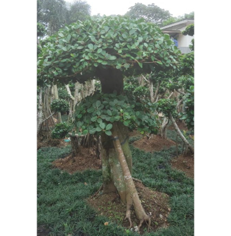 Bonsai Beringin Korea 5