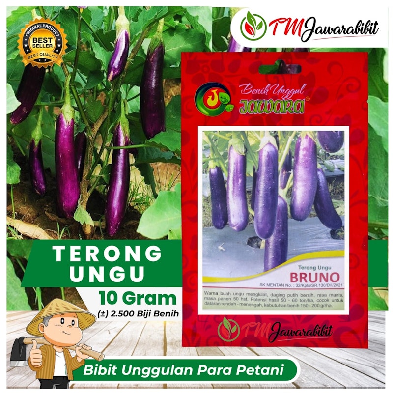 JAWARA Terong Ungu BRUNO