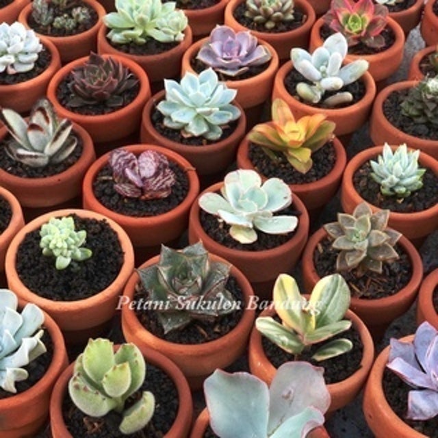 Petani Sukulen Bandung Kaktus Hias Hidup Aneka Warna
