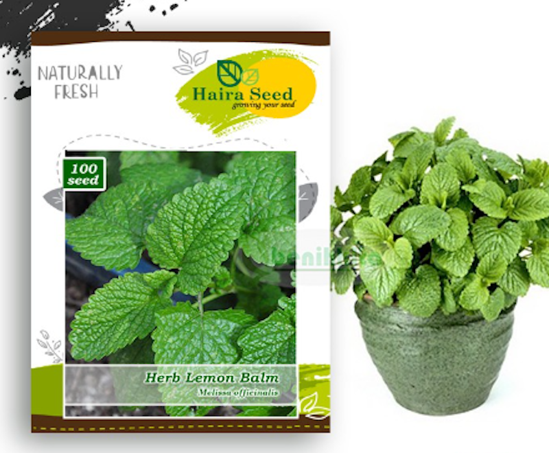 Tanaman Lemon Balm 5