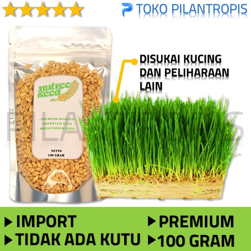 Nutree Seed Benih Rumput Gandum 100 gr 5
