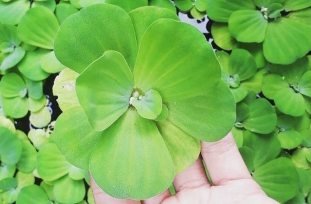 Pistia stratiotes (apu-apu)