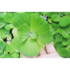 Pistia stratiotes (apu-apu)