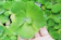 Pistia stratiotes (apu-apu) 1
