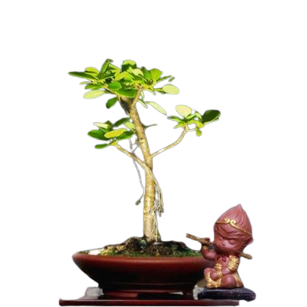 Bonsai Beringin Dolar Mikro