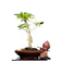 Bonsai Beringin Dolar Mikro 1