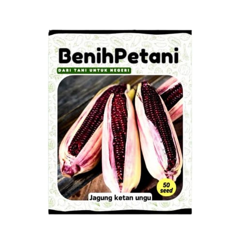 BenihPetani Jagung Ketan Ungu