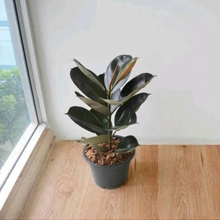 Rubber Plant 5