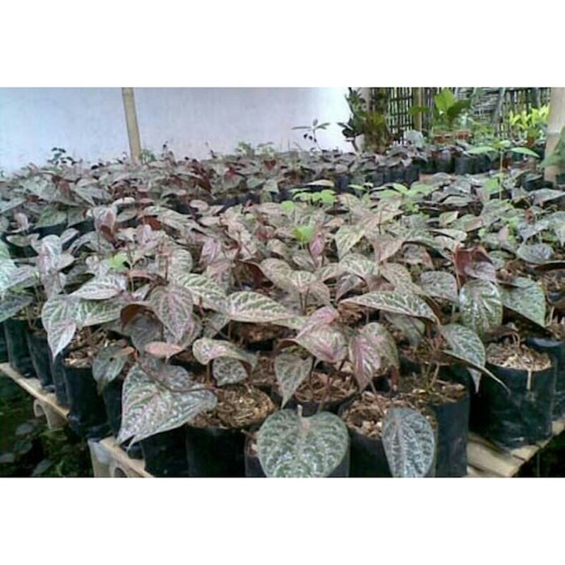 Sirih Merah 3