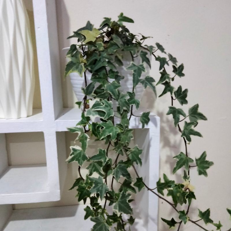 English Ivy (Hedera helix) 1