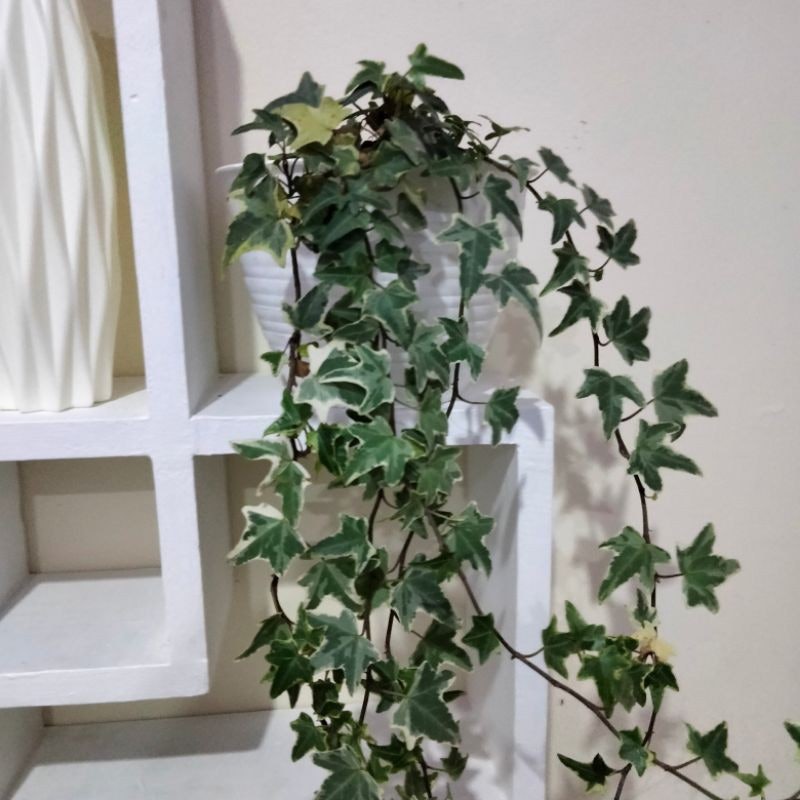 English Ivy (Hedera helix) 1