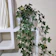 English Ivy (Hedera helix) 1