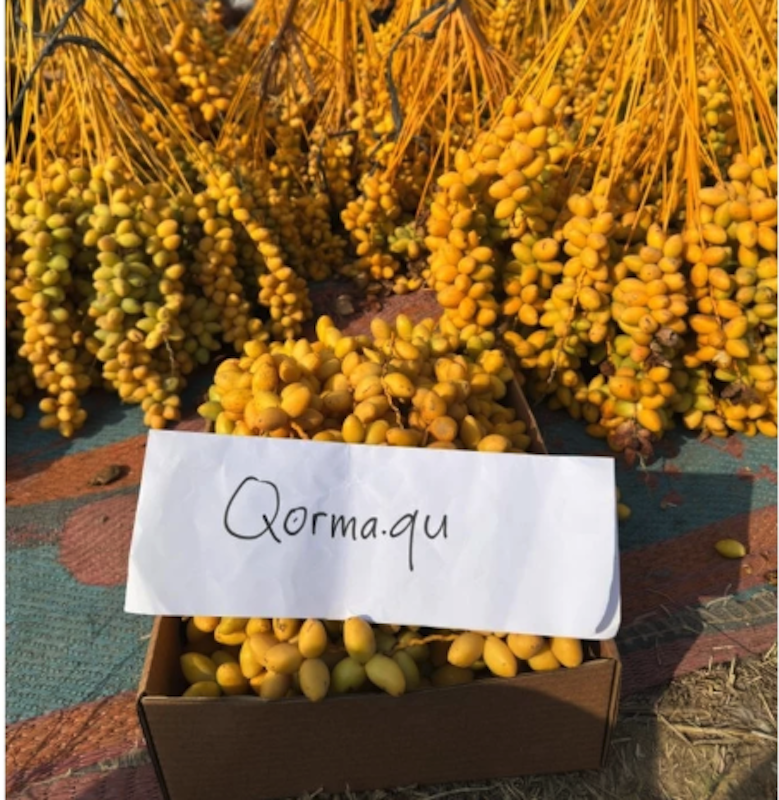 QORMA.QU Kurma Muda 2