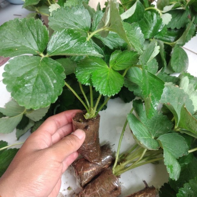  Bibit Strawberry Kalibret (Kelly Bright)