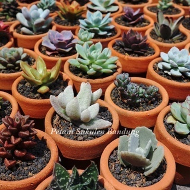 Petani Sukulen Bandung Kaktus Hias Hidup Aneka Warna