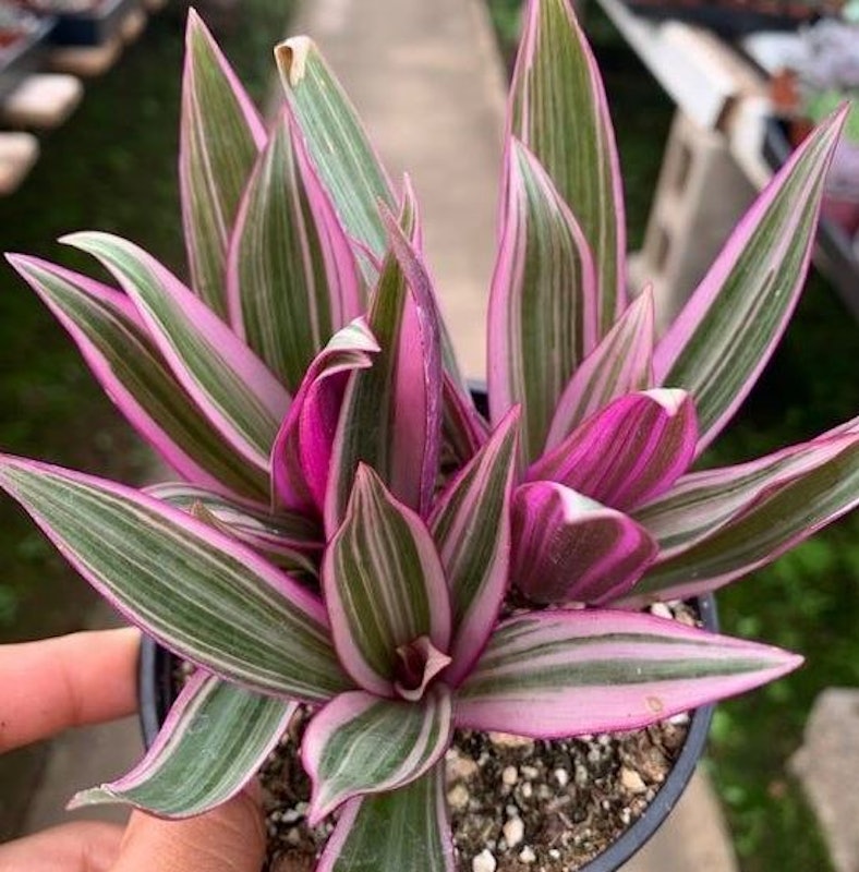 Tradescantia Spathacea 4