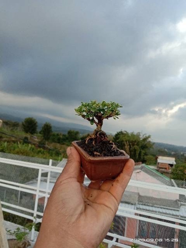 Bonsai Mame Mirten 4