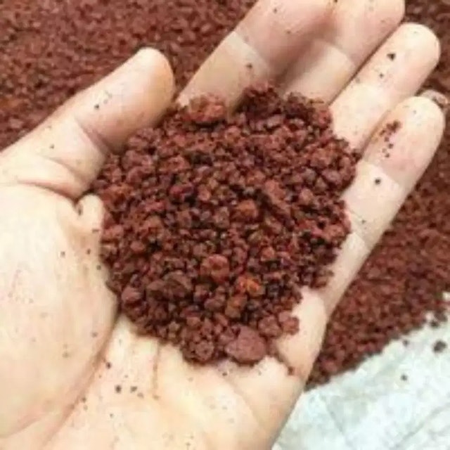Pasir Malang Merah 2