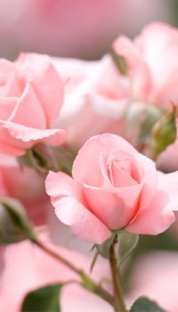 Petal Fresh Pure Softening Shampoo with Rose and Honeysuckle 3