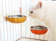 Pet Bowl Pumpkin 1