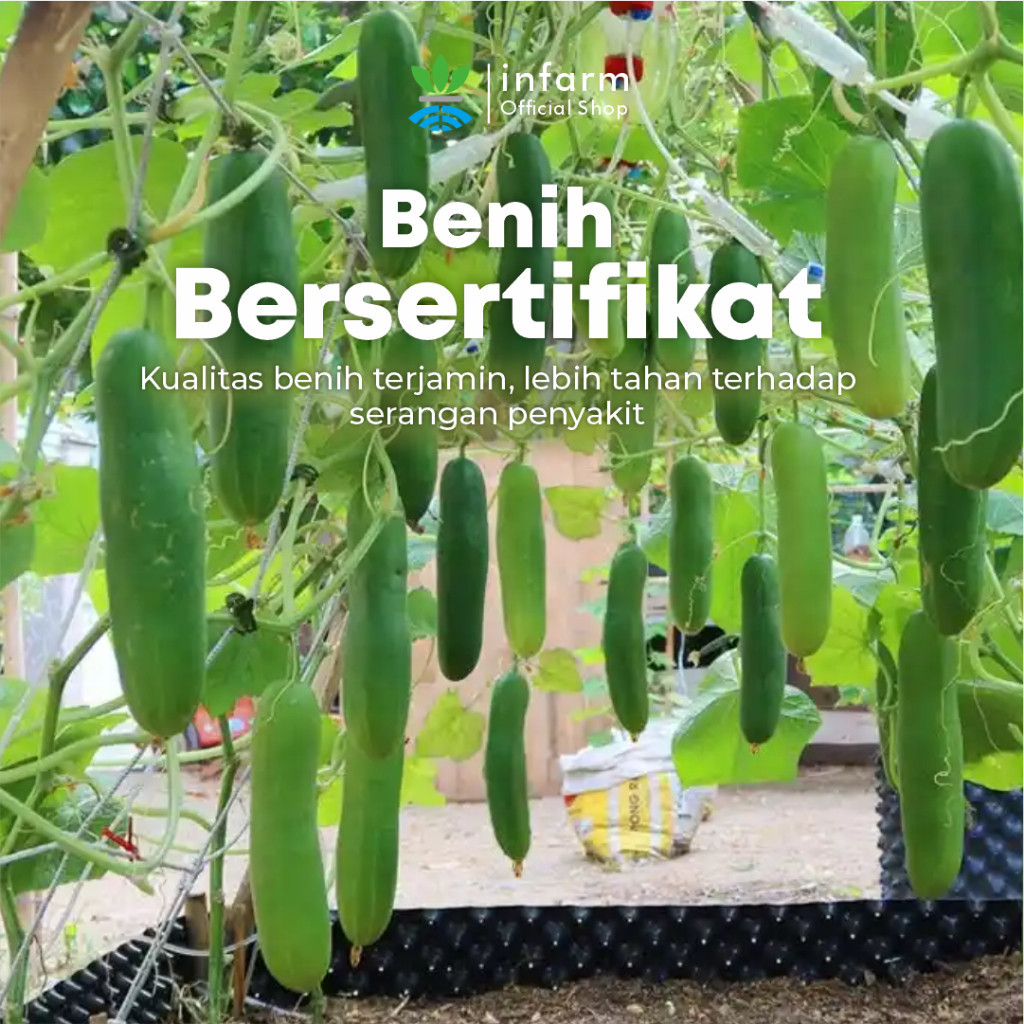 INFARM Benih Mentimum Mid Cuke 5