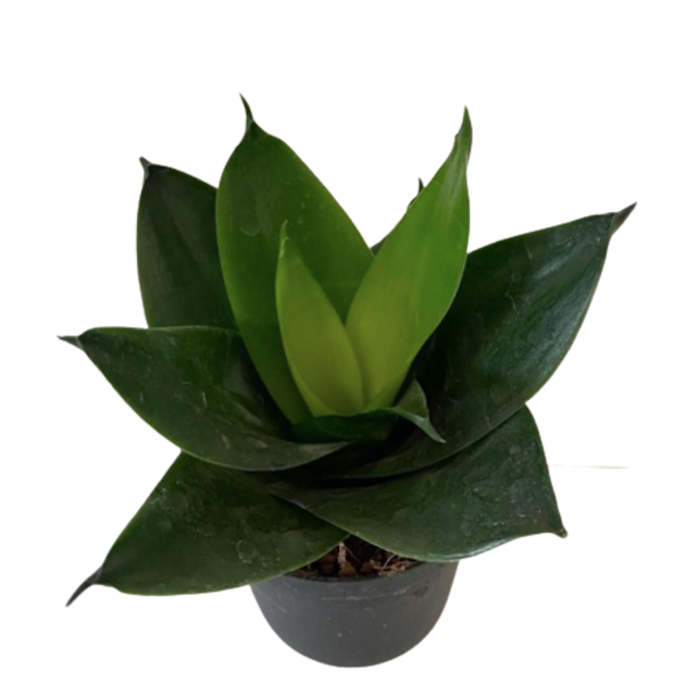 Sansevieria hahnii 'Green Mould'