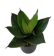 Sansevieria hahnii 'Green Mould' 1
