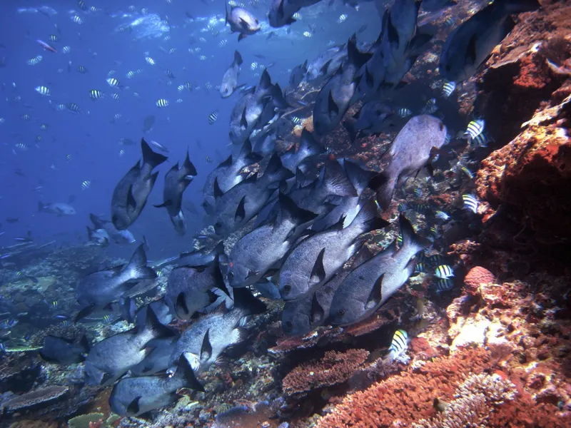 Discover Scuba Diving 3