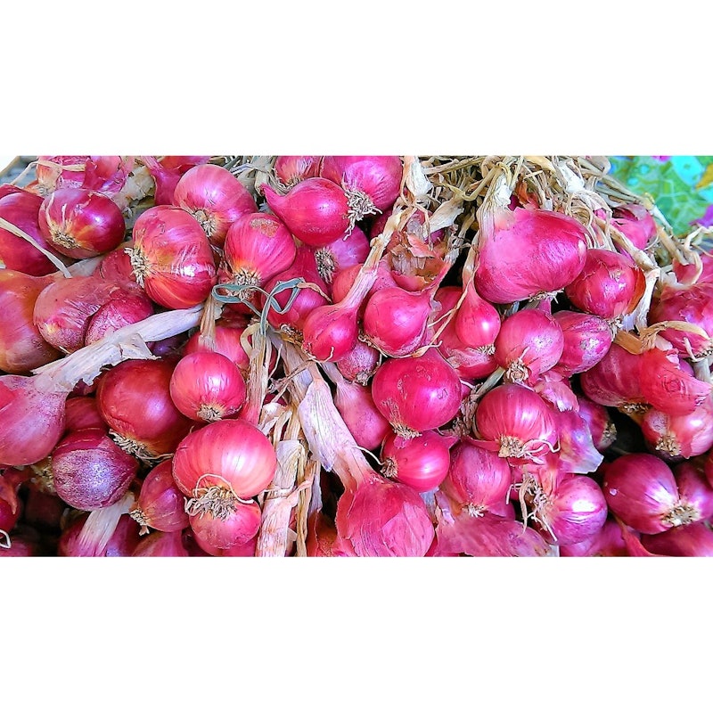 Panda Farm Benih Biji Bawang Merah 4
