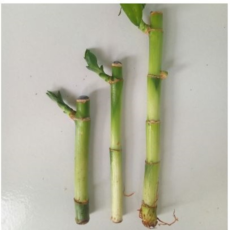Lucky Bamboo (Dracaena sanderiana) 2