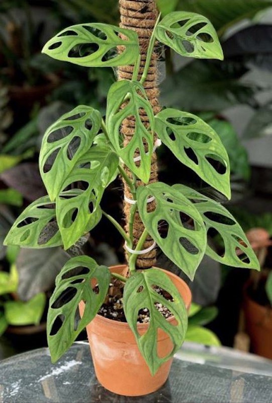 Janda Bolong (Monstera adansonii) 2