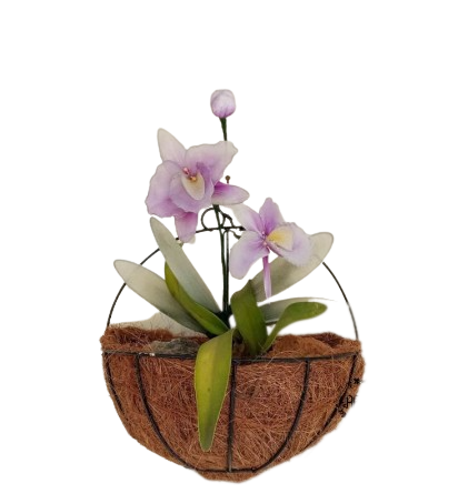  Pot Sabut Kelapa Rangka Besi Tempel