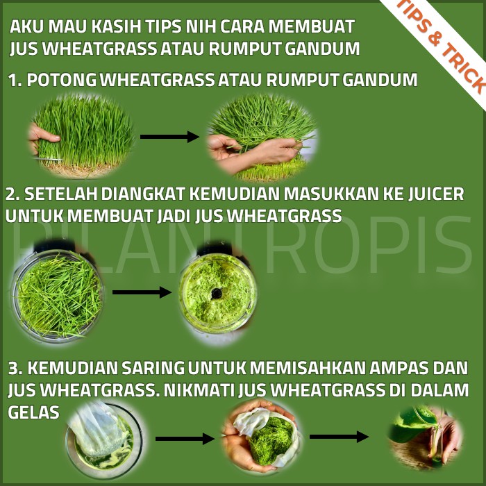 Nutree Seed Benih Rumput Gandum 100 gr 2