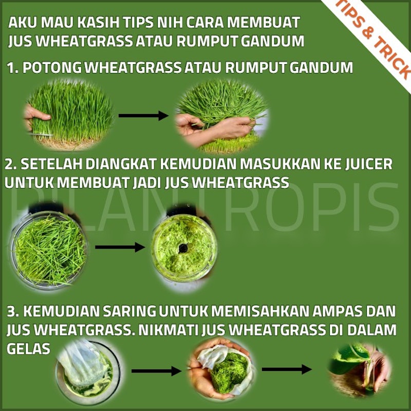 Nutree Seed Benih Rumput Gandum 100 gr 2