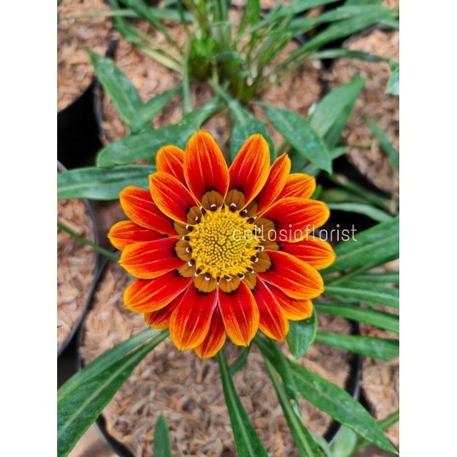  Bunga Matahari Gazania
