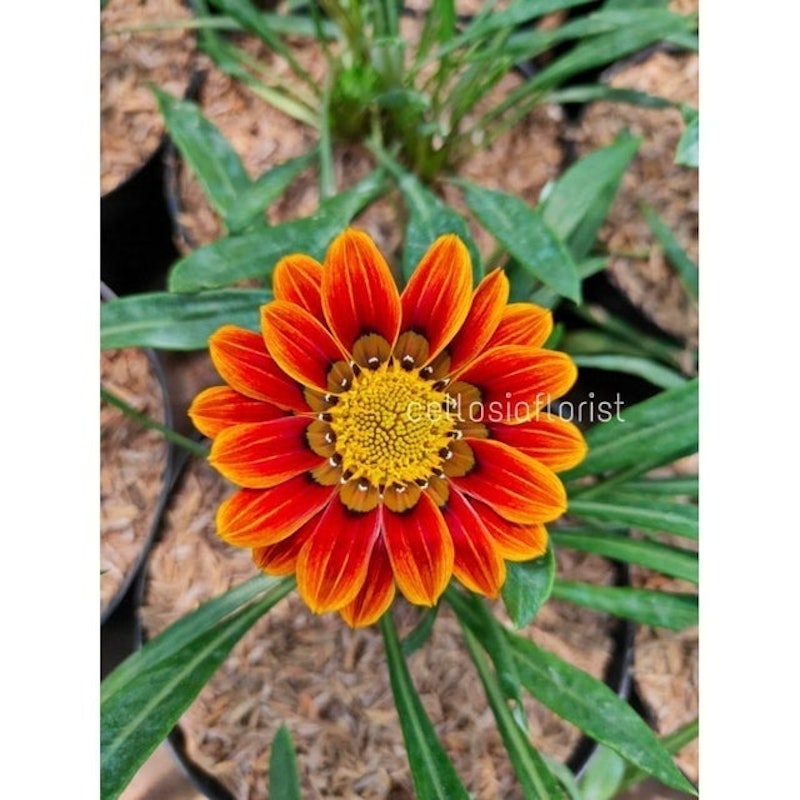 Bunga Matahari Gazania 4