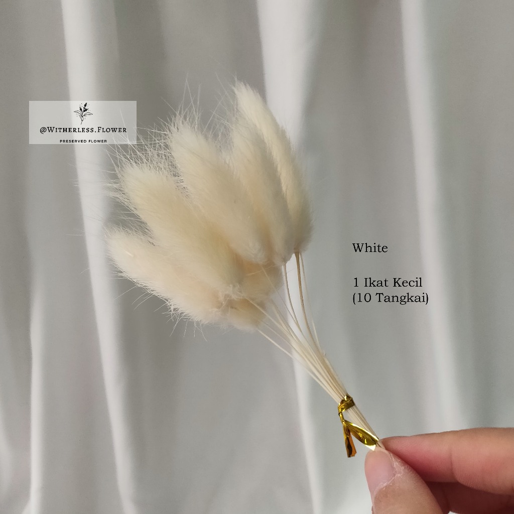 Preserved Lagurus Bunny Tail 2