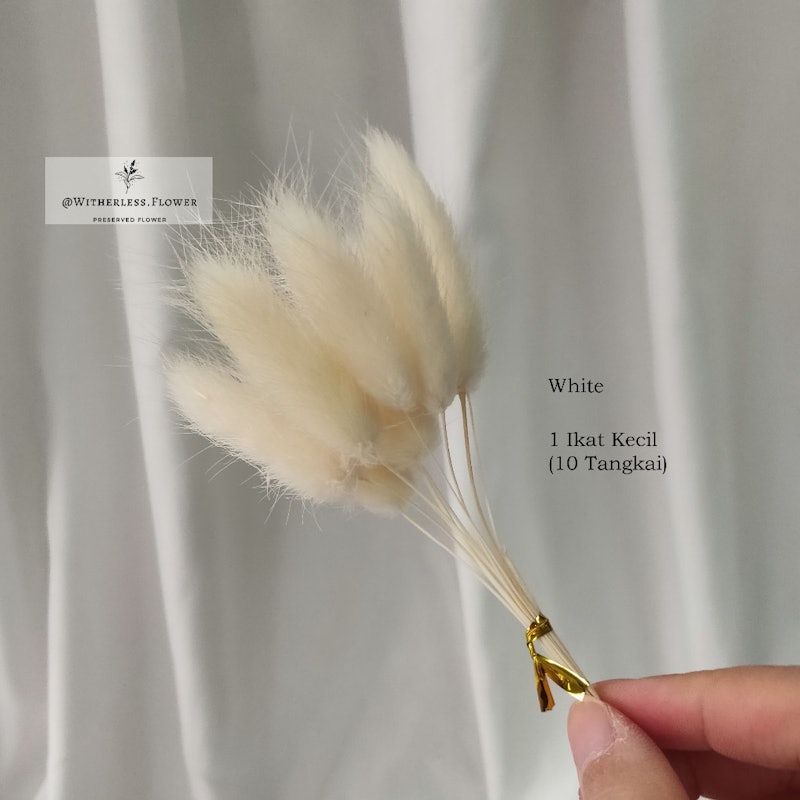 Preserved Lagurus Bunny Tail 2