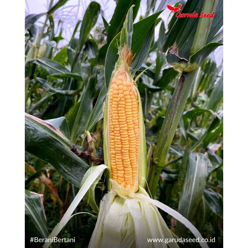 Mahatani Pertiwi Sejahtera Garuda Seed Benih Jagung Manis Baruna